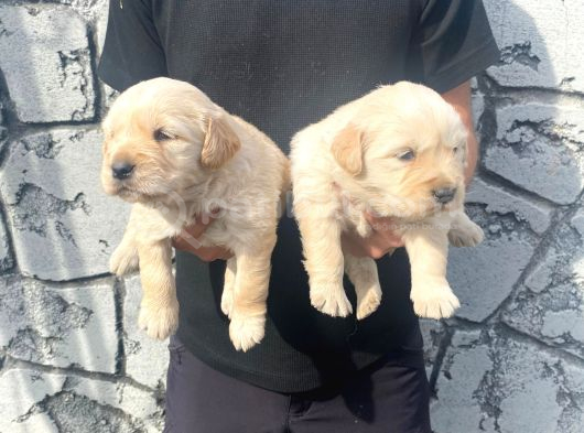Baby Face Golden Retriever görsel