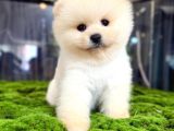 Miss Kokulu Pomeranian Boo Bebişler