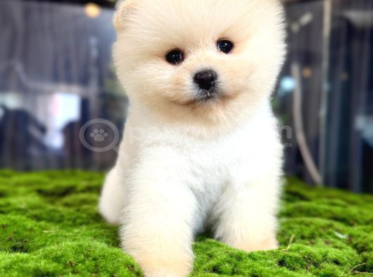 Miss Kokulu Pomeranian Boo Bebişler görsel