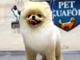 Miss Kokulu Pomeranian Boo Bebişler