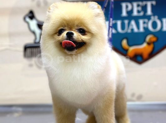 Miss Kokulu Pomeranian Boo Bebişler görsel