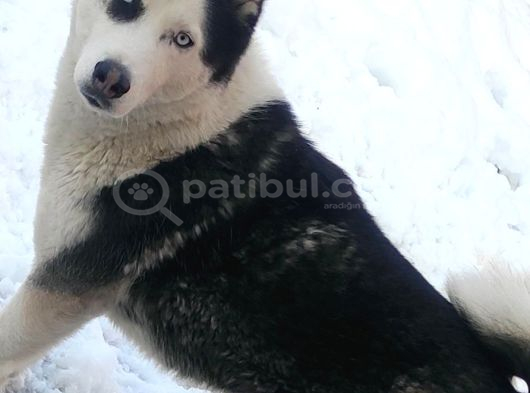 Ücretsiz Husky - Sibirya Kurdu Konya görsel