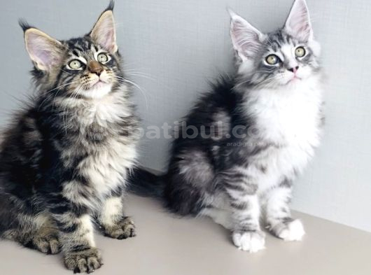 Özel Sevenlere Özel Dev Xxl Maine Coon Bebeklerim görsel