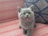 Baba Scottish Fold Anne British Shorthair Yavrular Ankara