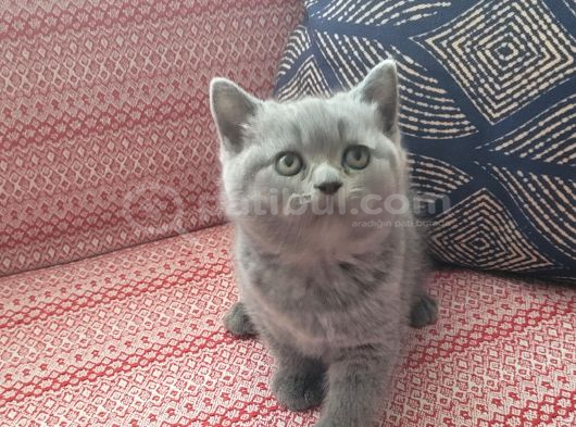 Baba Scottish Fold Anne British Shorthair Yavrular Ankara görsel