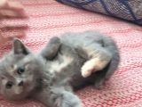 Baba Scottish Fold Anne British Shorthair Yavrular Ankara