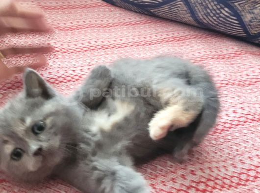 Baba Scottish Fold Anne British Shorthair Yavrular Ankara görsel