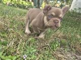 A kalite özel renk french buldog