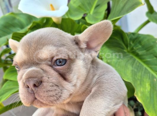 A Kalite Özel Renk French Buldog görsel