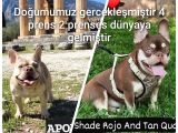 A Kalite Özel Renk French Buldog