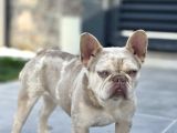 A Kalite Özel Renk French Buldog
