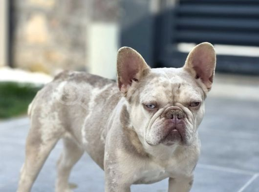 A Kalite Özel Renk French Buldog görsel