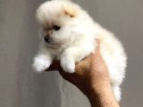 safkan ayılar Pomeranian boo