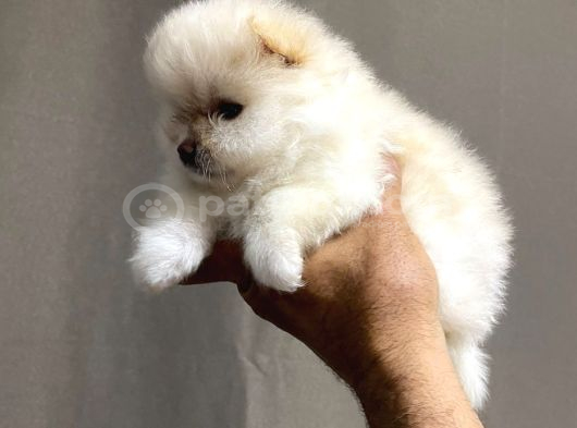 Safkan Ayılar Pomeranian Boo