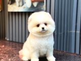 Safkan Ayılar Pomeranian Boo