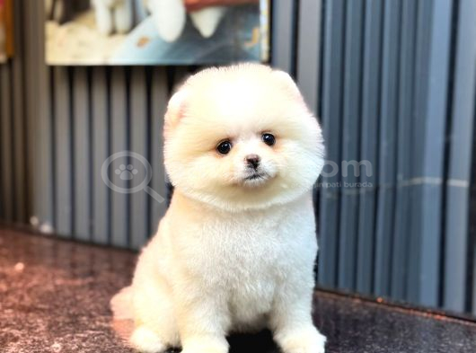 Safkan Ayılar Pomeranian Boo görsel