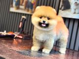 Safkan Ayılar Pomeranian Boo