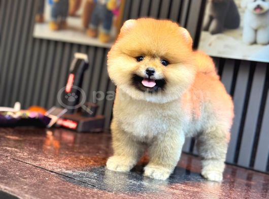 Safkan Ayılar Pomeranian Boo görsel