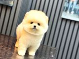 Safkan Ayılar Pomeranian Boo