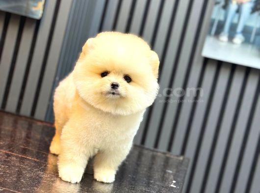 Safkan Ayılar Pomeranian Boo görsel