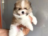 Safkan Ayılar Pomeranian Boo