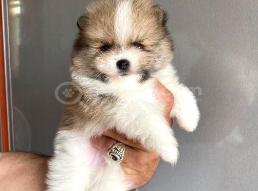 Safkan Ayılar Pomeranian Boo görsel