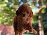 A Kalite 1 Sınıf Kore Toy Poodle