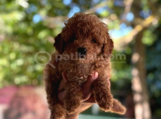 A Kalite 1 Sınıf Kore Toy Poodle görsel