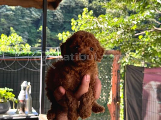 A Kalite 1 Sınıf Kore Toy Poodle