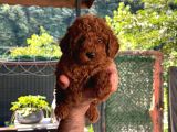 A Kalite 1 Sınıf Kore Toy Poodle
