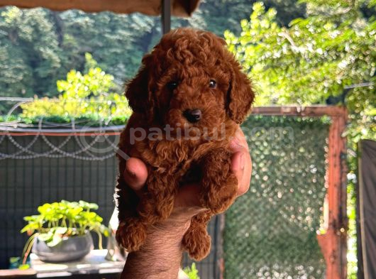 A Kalite 1 Sınıf Kore Toy Poodle görsel