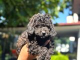 A Kalite 1 Sınıf Kore Toy Poodle