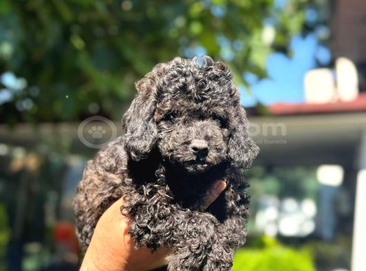 A Kalite 1 Sınıf Kore Toy Poodle görsel