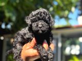 A Kalite 1 Sınıf Kore Toy Poodle