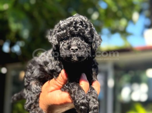 A Kalite 1 Sınıf Kore Toy Poodle görsel
