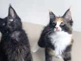 Özel Sevenlere Özel Dev Xxl Maine Coon Bebeklerim