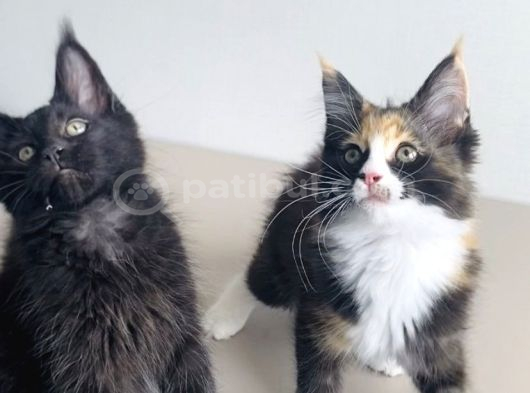 Özel Sevenlere Özel Dev Xxl Maine Coon Bebeklerim görsel