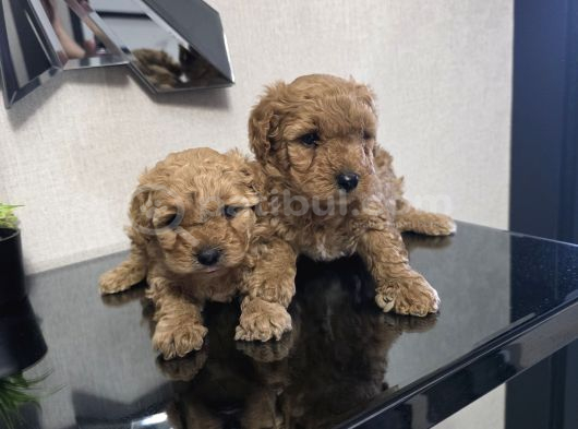Poodle Minnaklarım Teslime Hazır görsel