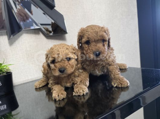 Poodle Minnaklarım Teslime Hazır görsel