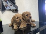 Poodle Minnaklarım Teslime Hazır