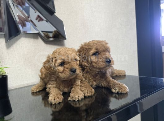 Poodle Minnaklarım Teslime Hazır görsel