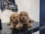 Poodle Minnaklarım Teslime Hazır