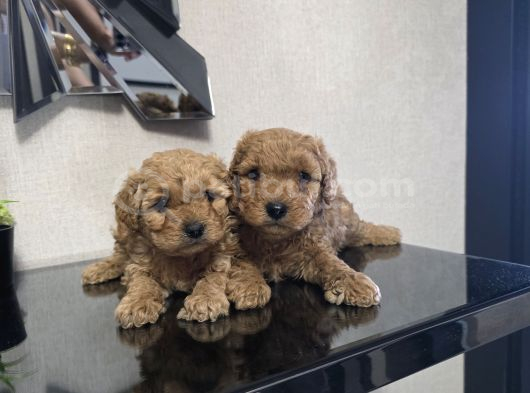 Poodle Minnaklarım Teslime Hazır görsel
