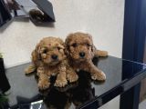 Poodle minnaklarım teslime hazır