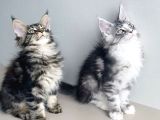 Özel Sevenlere Özel Dev Xxl Maine Coon Bebeklerim