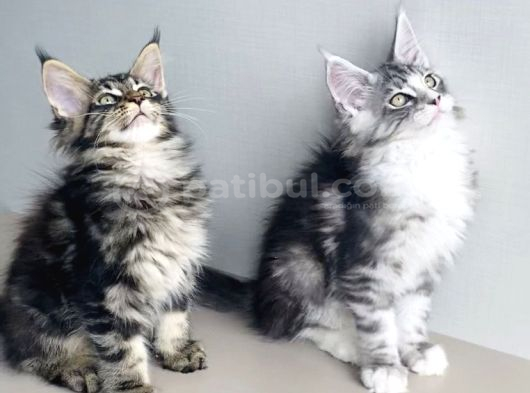 Özel Sevenlere Özel Dev Xxl Maine Coon Bebeklerim görsel