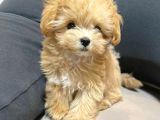 Malti̇poo Ci̇nsi̇ Yavrular Ev Üreti̇mi̇