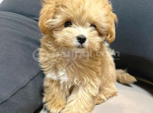 Malti̇poo Ci̇nsi̇ Yavrular Ev Üreti̇mi̇ görsel