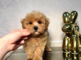 Malti̇poo Ci̇nsi̇ Yavrular Ev Üreti̇mi̇