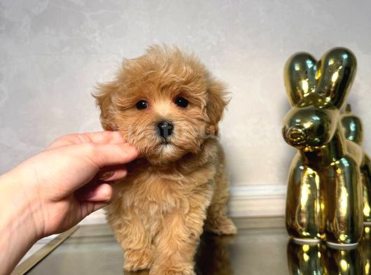 Malti̇poo Ci̇nsi̇ Yavrular Ev Üreti̇mi̇ görsel